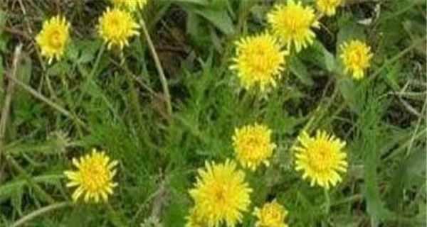 蒲公英保存方法是什么？如何延长蒲公英的新鲜期？