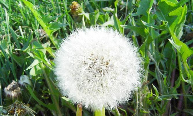 蒲公英保存方法是什么？如何延长蒲公英的新鲜期？