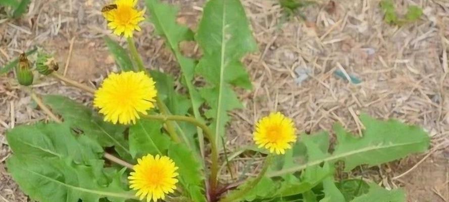 蒲公英什么时候采摘最好？收获季节有哪些注意事项？