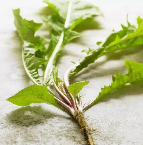 蒲公英的根茎可以食用吗？食用方法和注意事项是什么？