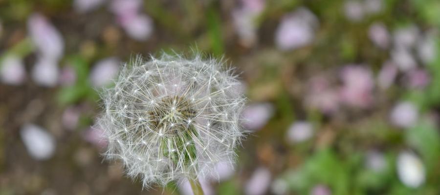 蒲公英的花是什么颜色？它的形状和样子是怎样的？