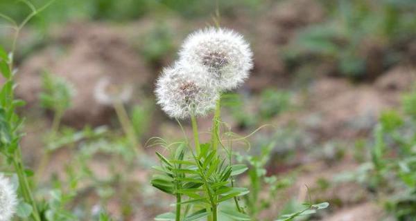 蒲公英的花语是什么？如何解读蒲公英的象征意义？