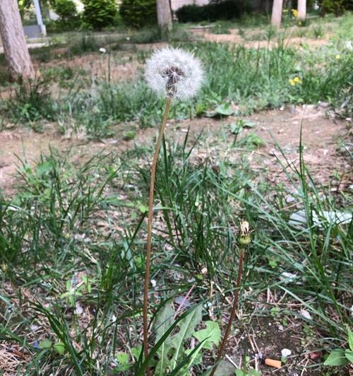 蒲公英多久开花一次？如何促进蒲公英快速开花？