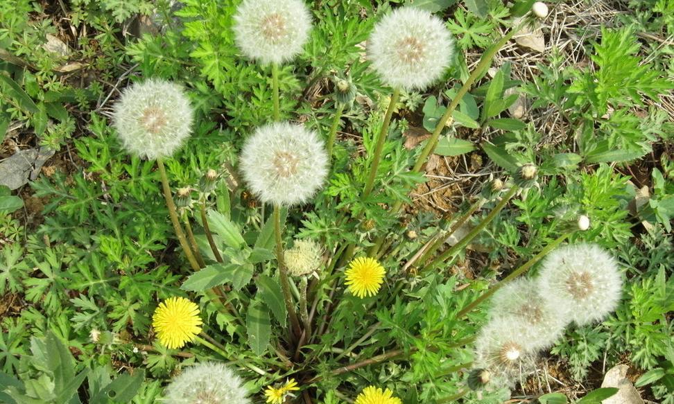 蒲公英多久开花一次？如何促进蒲公英快速开花？