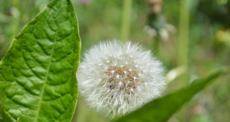 蒲公英花有哪些独特特点？如何识别蒲公英花？
