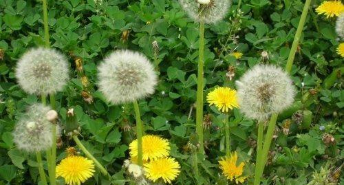 蒲公英花有哪些独特特点？如何识别蒲公英花？