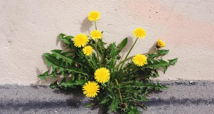 蒲公英会开花吗？它们通常在什么时间开花？