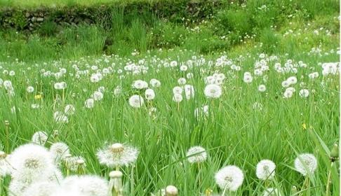 蒲公英会开花吗？它们通常在什么时间开花？