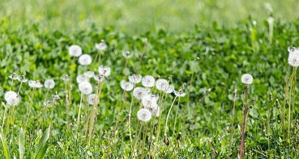 蒲公英会开花吗？它们通常在什么时间开花？