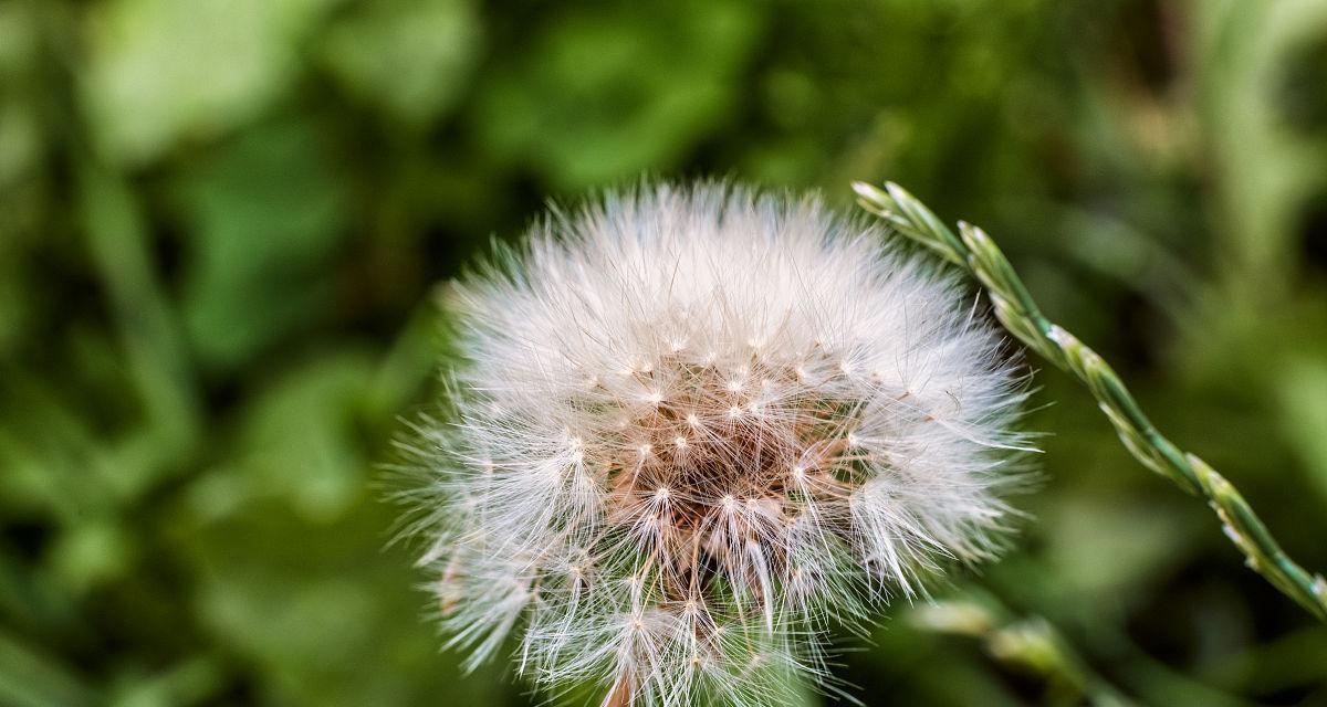 蒲公英几点开花？什么季节开放？
