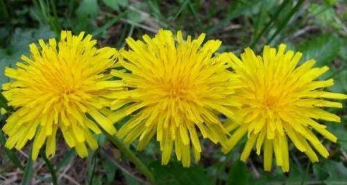 蒲公英几点开花？什么季节开放？