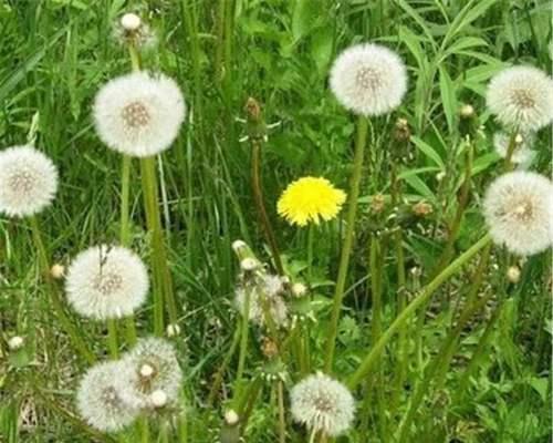蒲公英几月份种植最合适？如何确保高成活率？