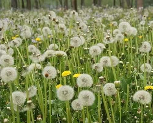 蒲公英几月份种植最合适？如何确保高成活率？