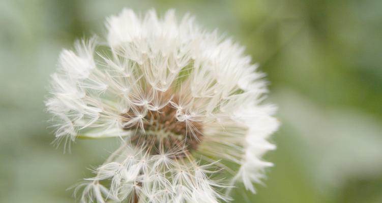 蒲公英什么时候开花？它们真的会开花吗？
