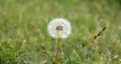 蒲公英可以种在院子里吗？种植蒲公英需要注意什么？