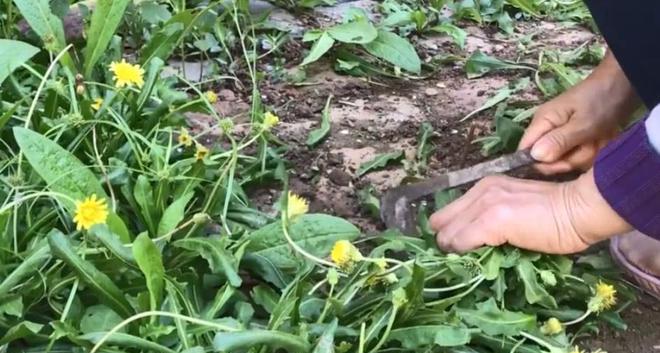 蒲公英可以种在院子里吗？种植蒲公英需要注意什么？