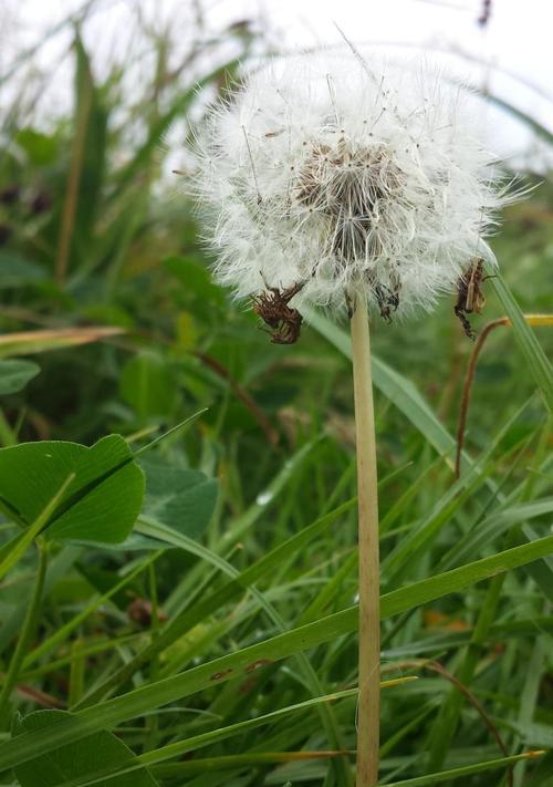 蒲公英秋天会开花吗？如何管理以促进秋季开花？