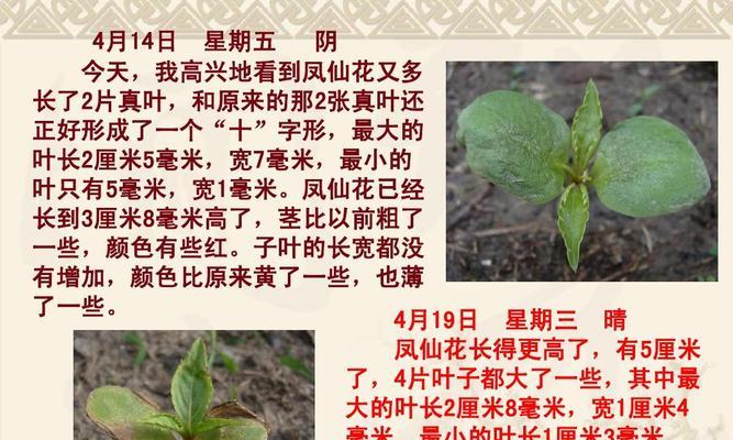 蒲公英的生长环境有哪些要求？它的独特特点是什么？