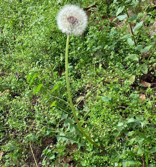 蒲公英通常在哪个季节开花？具体是几月份？