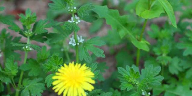 蒲公英的开花季节是几月份？如何判断蒲公英何时开花？