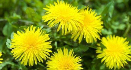 蒲公英的开花季节是几月份？如何判断蒲公英何时开花？
