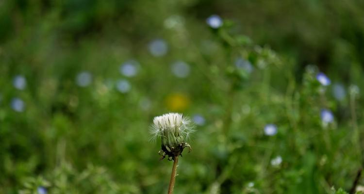 蒲公英是草本植物吗？它的分类和特性是什么？