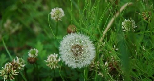 蒲公英是草本植物吗？它的分类和特性是什么？