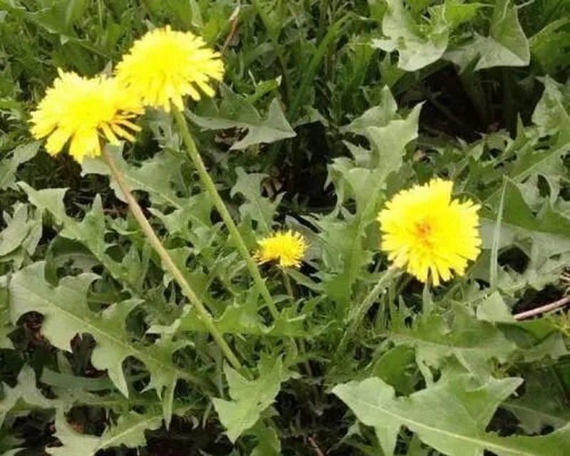蒲公英是多年生植物吗？如何区分一年生和多年生植物？