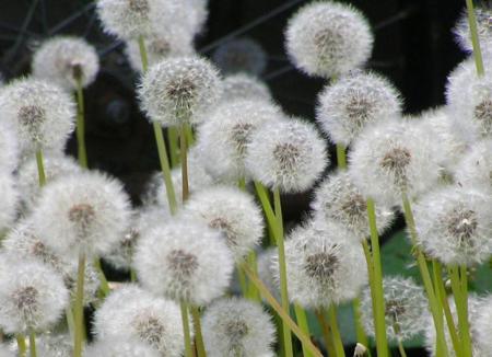 蒲公英属于头状花序吗？花序类型有哪些特点？