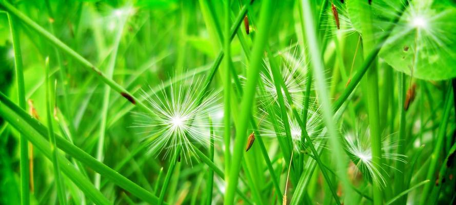 蒲公英属于双子叶植物吗？它的分类特征是什么？