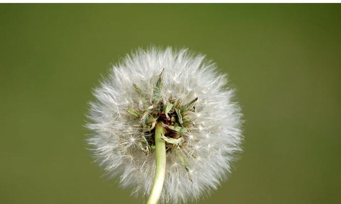 蒲公英属于双子叶植物吗？它的分类特征是什么？