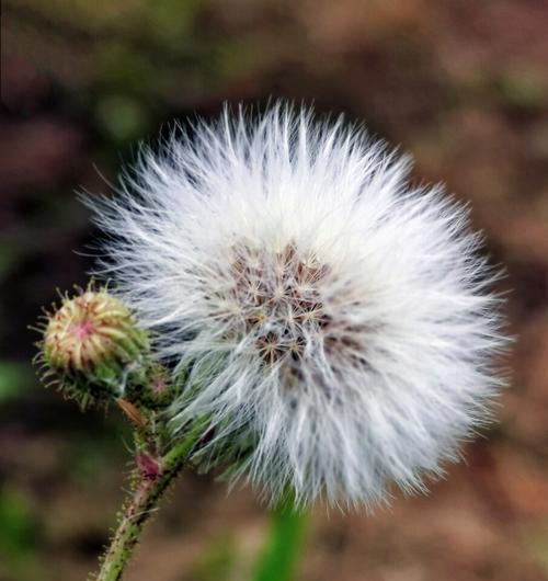 蒲公英属于种子植物吗？它们的繁殖方式是什么？
