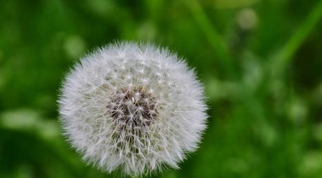 蒲公英属于种子植物吗？它们的繁殖方式是什么？