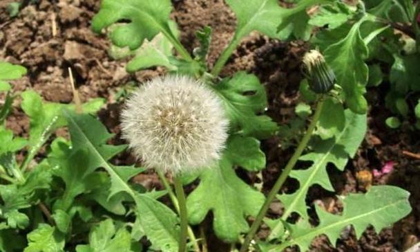 蒲公英是花还是草？草本植物的分类有哪些特点？