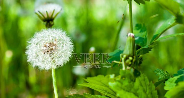 蒲公英属于什么植物类型？它的分类和特性是什么？