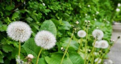 蒲公英喜阴还是喜阳？如何正确种植蒲公英？