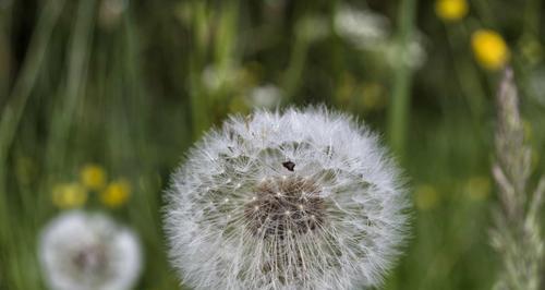 蒲公英夏天会开花吗？如何正确识别和养护？