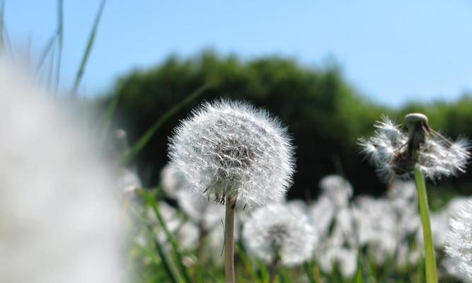 蒲公英的颜色有哪些？常见种类颜色对比是什么？