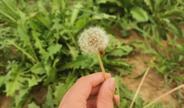 蒲公英的药用价值有哪些？如何正确使用蒲公英进行治疗？