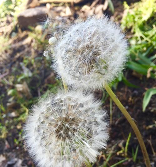 蒲公英有种子吗？如何正确识别蒲公英的种子？