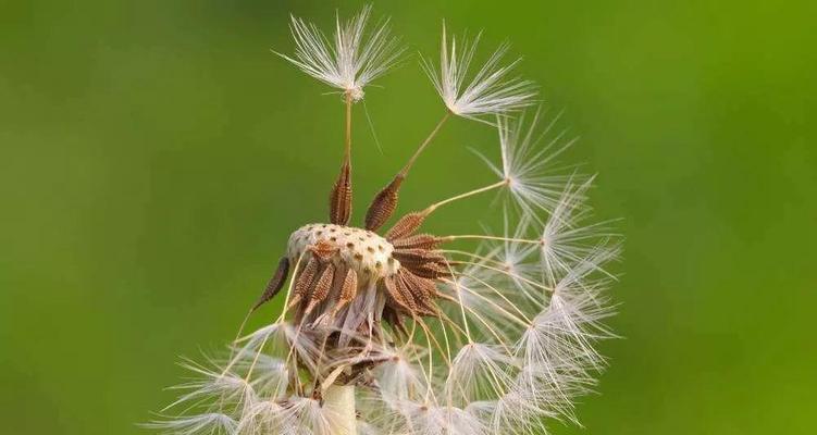 蒲公英有种子吗？如何正确识别蒲公英的种子？