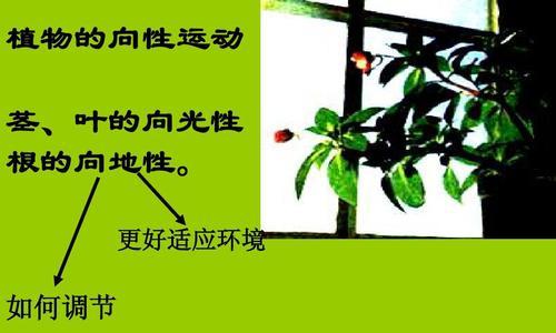 蒲公英繁殖方法有哪些？繁殖时应注意哪些事项？