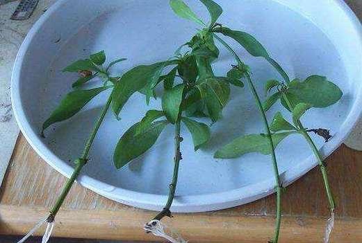 蒲公英繁殖方法有哪些？繁殖时应注意哪些事项？