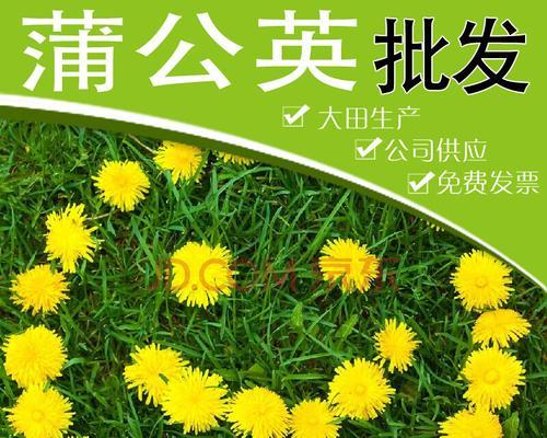 蒲公英种子发芽需要多长时间？发芽后如何照料？