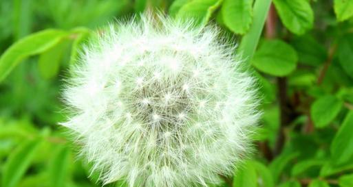 蒲公英种子发芽需要多长时间？发芽后如何照料？