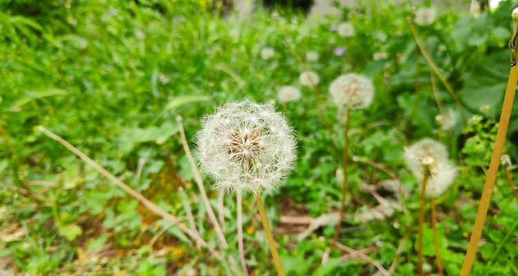蒲公英种子发芽需要几天？如何加速发芽过程？