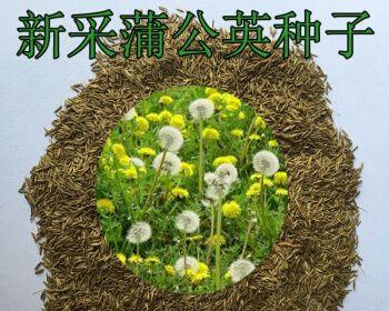 蒲公英种子种植的最佳时间是什么时候？如何确保高发芽率？