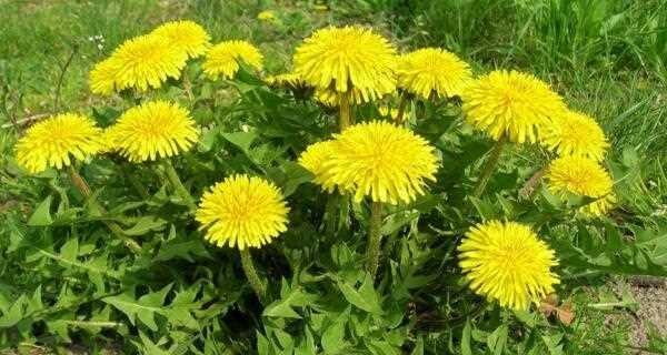 蒲公英种子怎么种植？种植蒲公英种子有哪些步骤和注意事项？