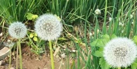 蒲公英种子怎么种植？种植蒲公英种子有哪些步骤和注意事项？