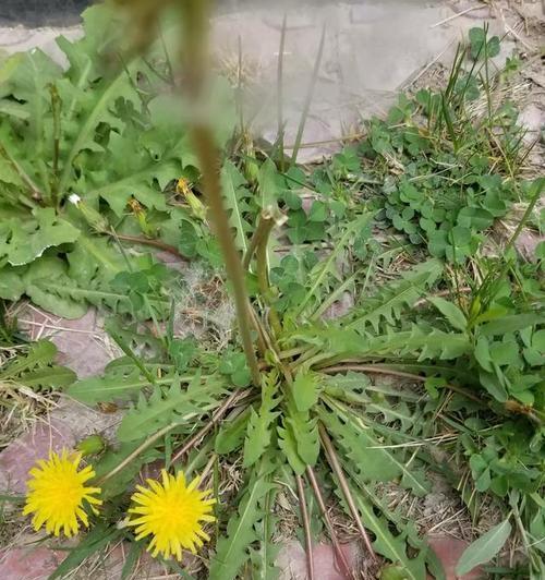 蒲公英种子可以直接种植吗？种植时需要注意什么？